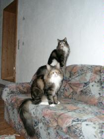 Aramis und Sir Admiral