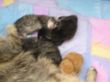 Katzen3 024.JPG