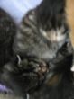 Katzen3 036.JPG